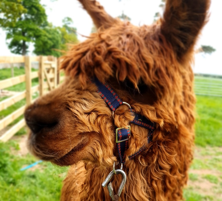 Beach and Woodland Alpaca Trail